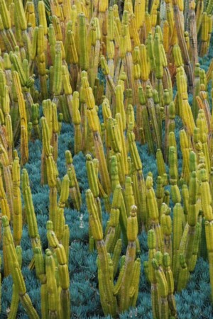 Waiting for the Concert to Begin